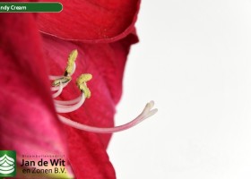 hippeastrum Candy Cream ® (3)